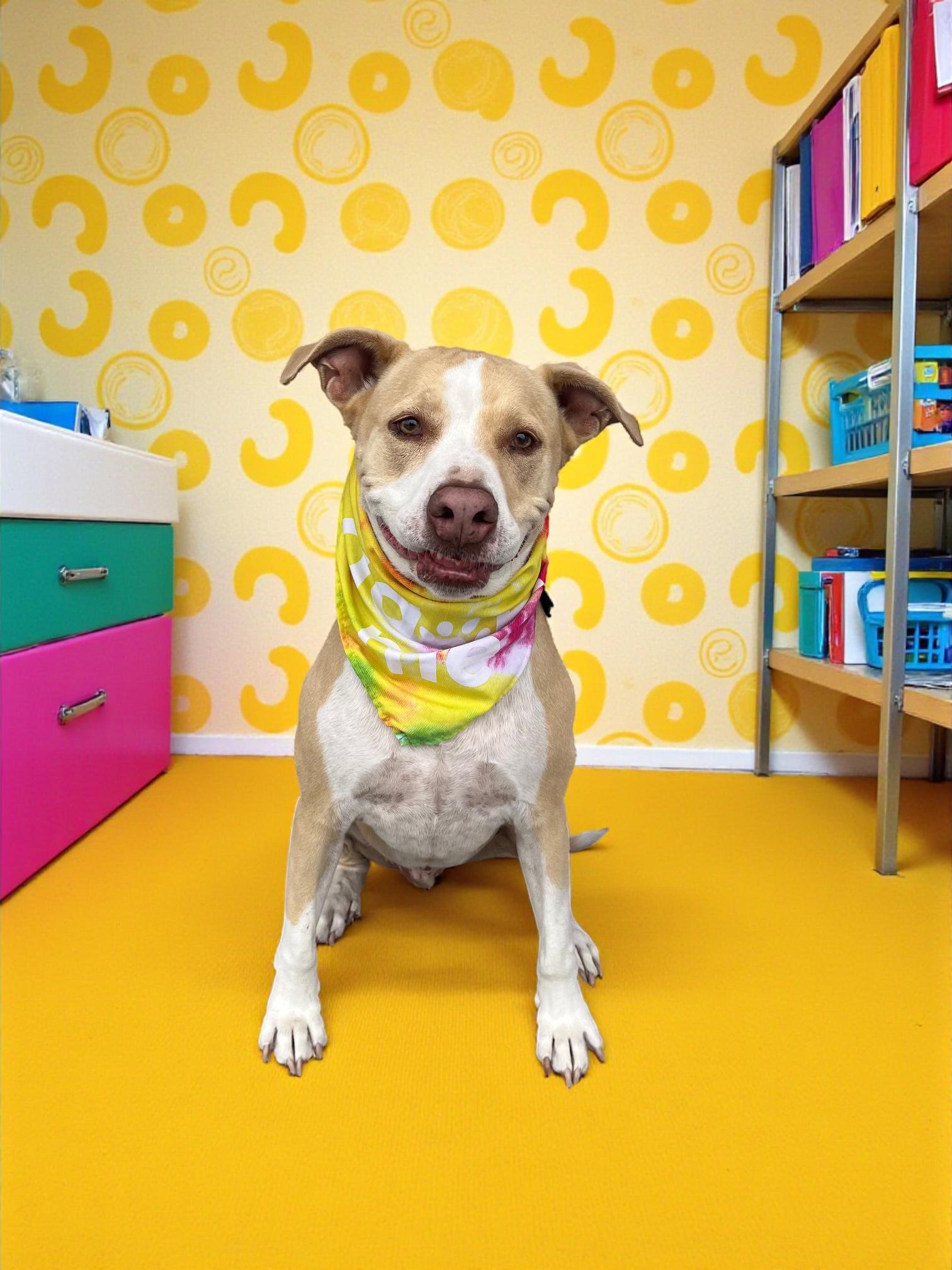 Ferris-ADOPT Me!!, a Adoptable mixed breed in Redondo Beach, CA image 3/4