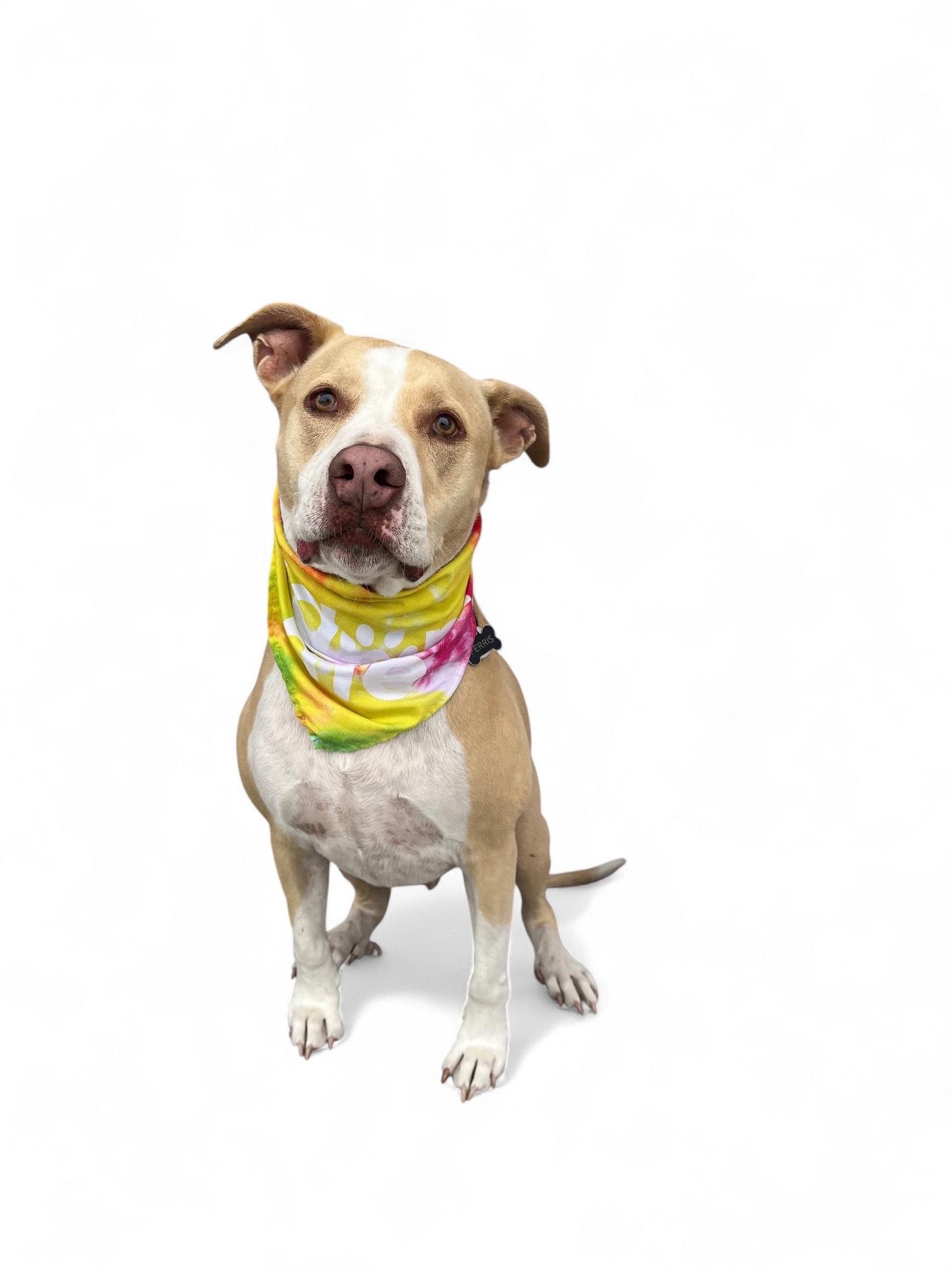 Ferris-ADOPT Me!!, a Adoptable mixed breed in Redondo Beach, CA image 4/4