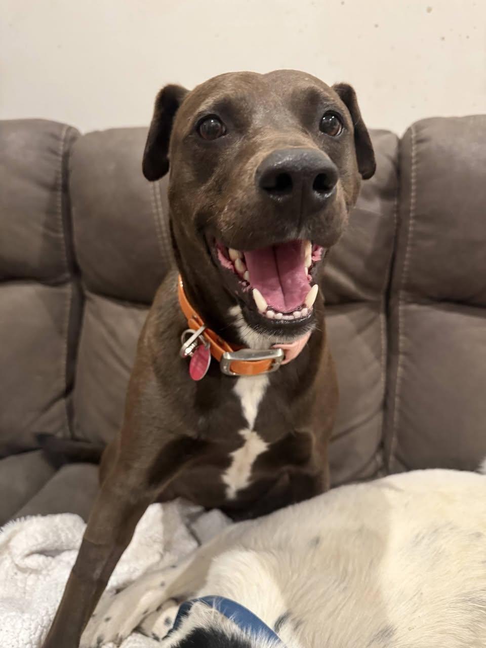 Enlarge LUNA, a ADOPTABLE mixed breed in Waverly, TN image 2/2