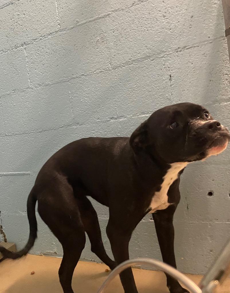 Enlarge Apple, a Adoptable mixed breed in Blountville, TN image 1/1