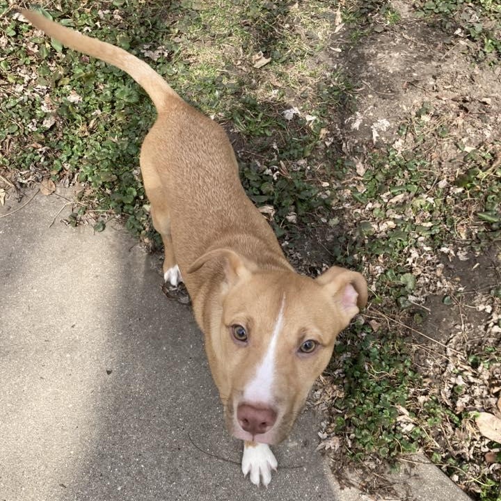 Benedict, ADOPTABLE, Young Male Terrier.