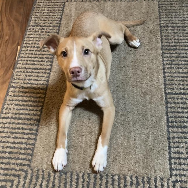 Enlarge Benedict, a ADOPTABLE mixed breed in Racine, WI image 2/4