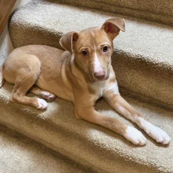 Enlarge Benedict, a ADOPTABLE mixed breed in Racine, WI image 4/4