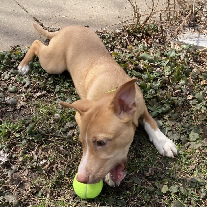 Enlarge Benedict, a ADOPTABLE mixed breed in Racine, WI image 3/4