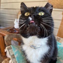 Tuxi (040406), Adoptable, Adult Male Domestic Short Hair.