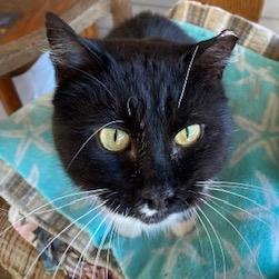 Enlarge Tuxi (040406), a Adoptable Domestic Short Hair in Hedgesville, WV image 2/6