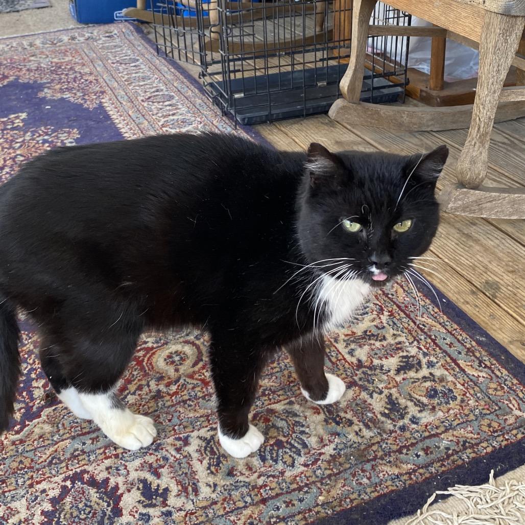 Enlarge Tuxi (040406), a Adoptable Domestic Short Hair in Hedgesville, WV image 3/6