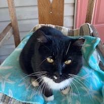 Enlarge Tuxi (040406), a Adoptable Domestic Short Hair in Hedgesville, WV image 4/6