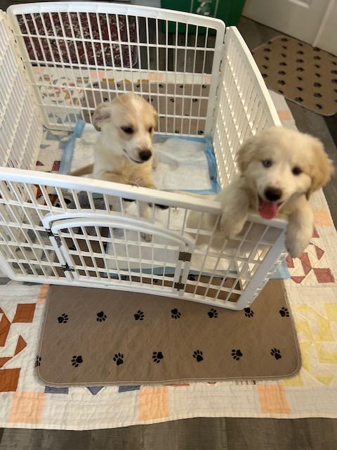 Kiwi , an adopted mixed breed in Maitland, FL image 2/4