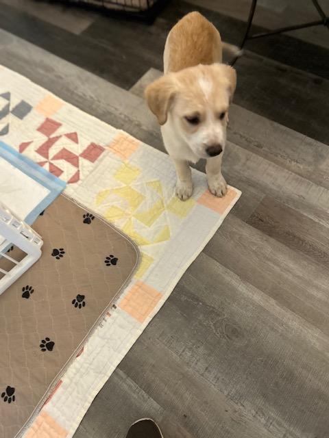 Kiwi , adopted, Puppy Female Yellow Labrador Retriever & Border Collie.