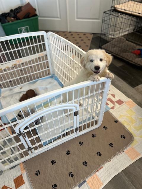 Kiwi , an adopted mixed breed in Maitland, FL image 3/4