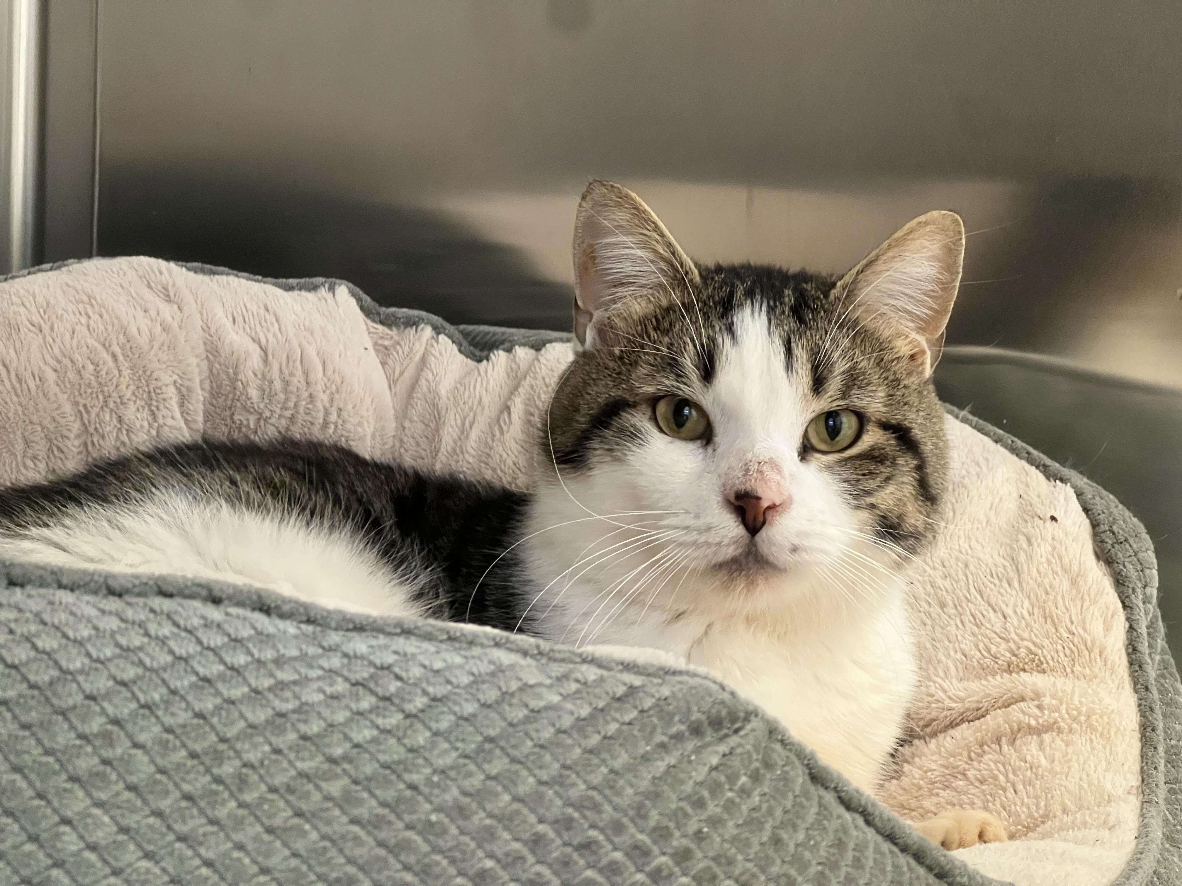 Enlarge Rudolph, an adoptable Domestic Short Hair in St Stephen, NB image 1/3