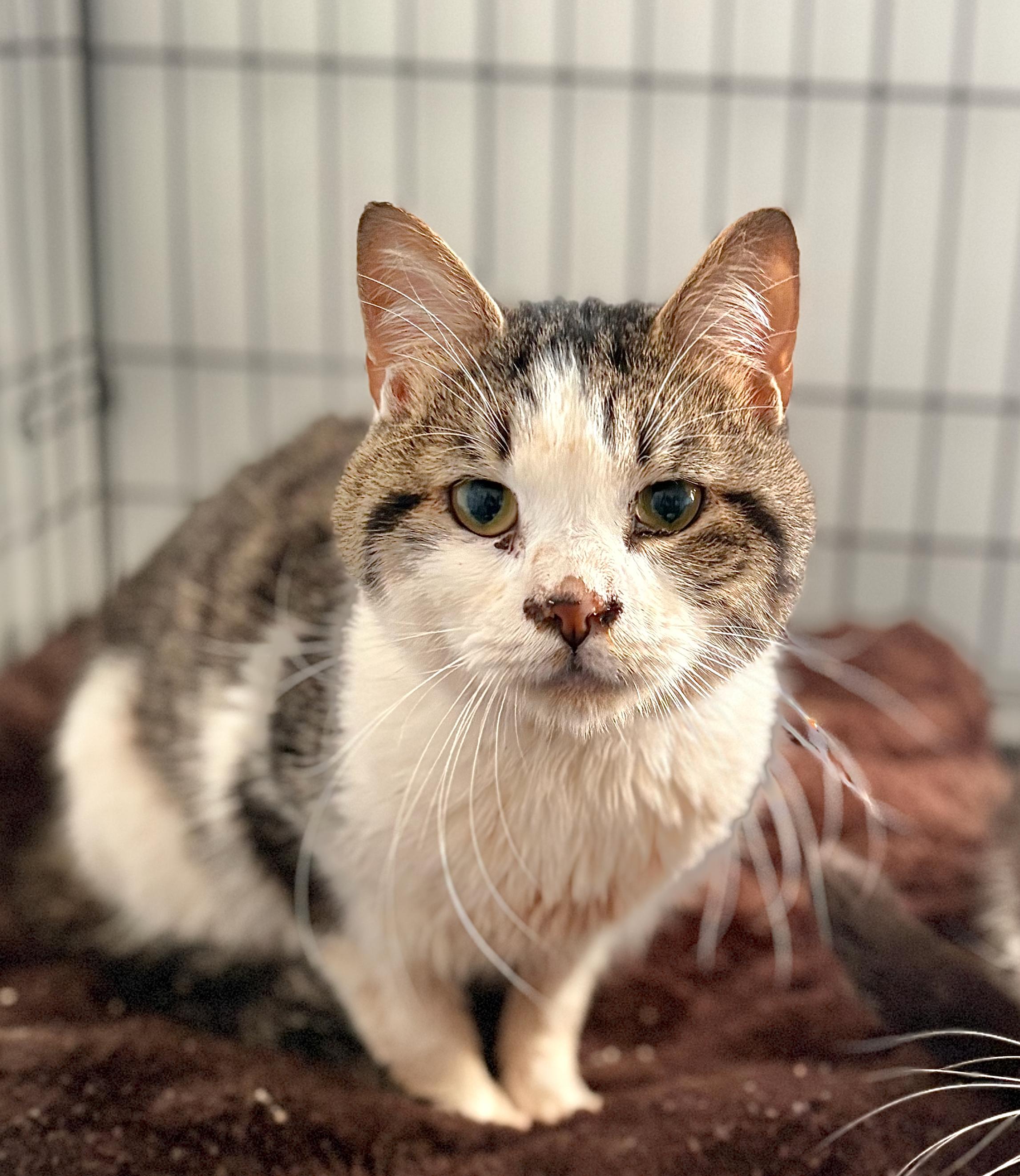 Enlarge Rudolph, an adoptable Domestic Short Hair in St Stephen, NB image 2/3