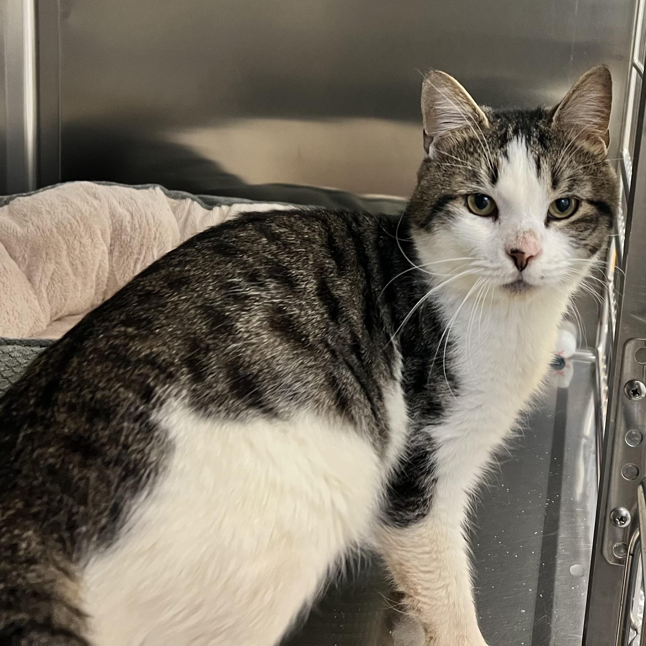 Enlarge Rudolph, an adoptable Domestic Short Hair in St Stephen, NB image 3/3