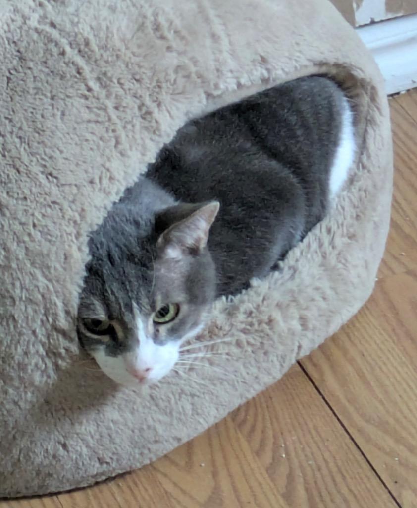 Mr. Greybee, Adoptable, Adult Male Domestic Short Hair.