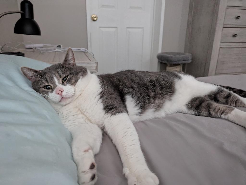 Enlarge Mr. Greybee, a Adoptable mixed breed in Ogden, UT image 2/6