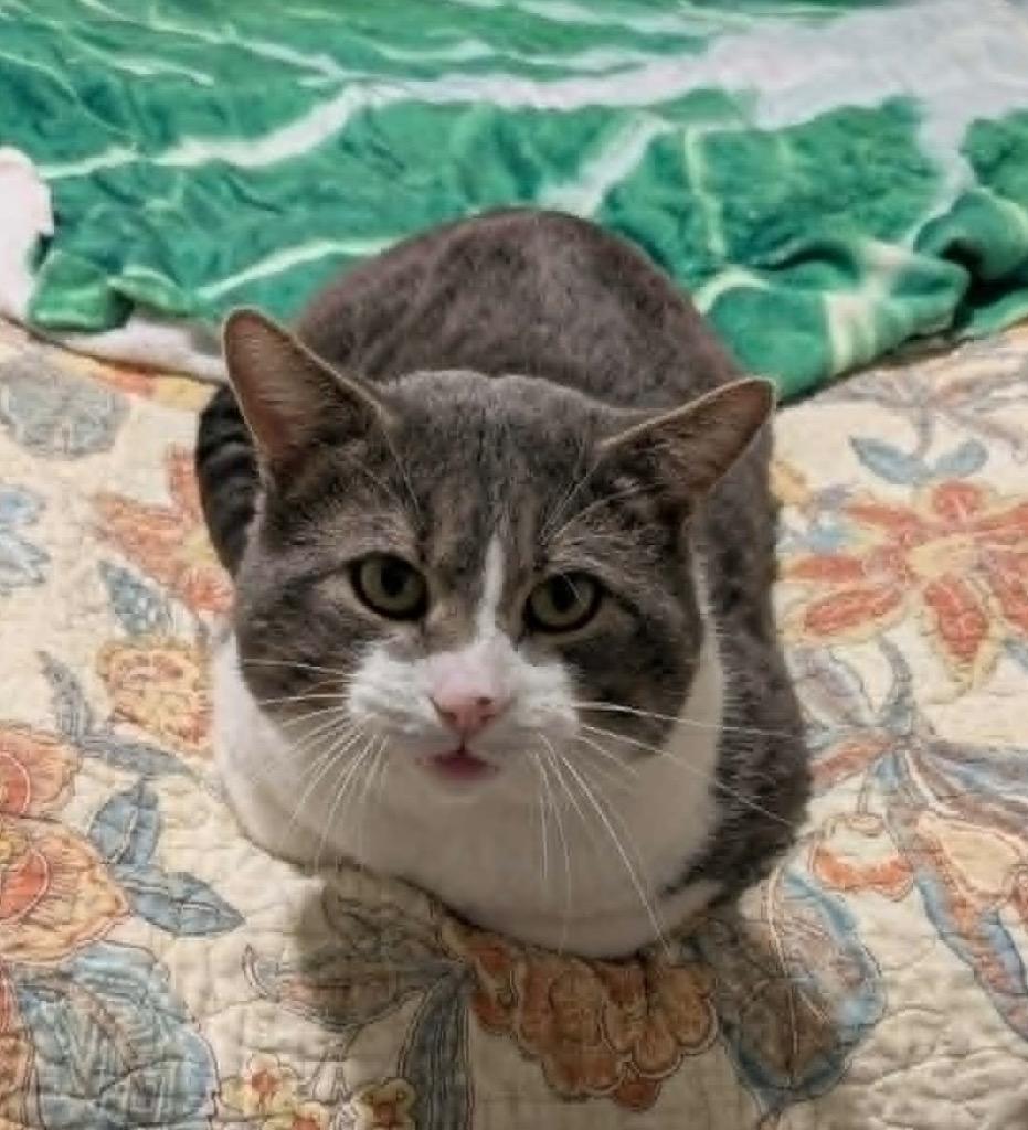 Enlarge Mr. Greybee, a Adoptable mixed breed in Ogden, UT image 6/6