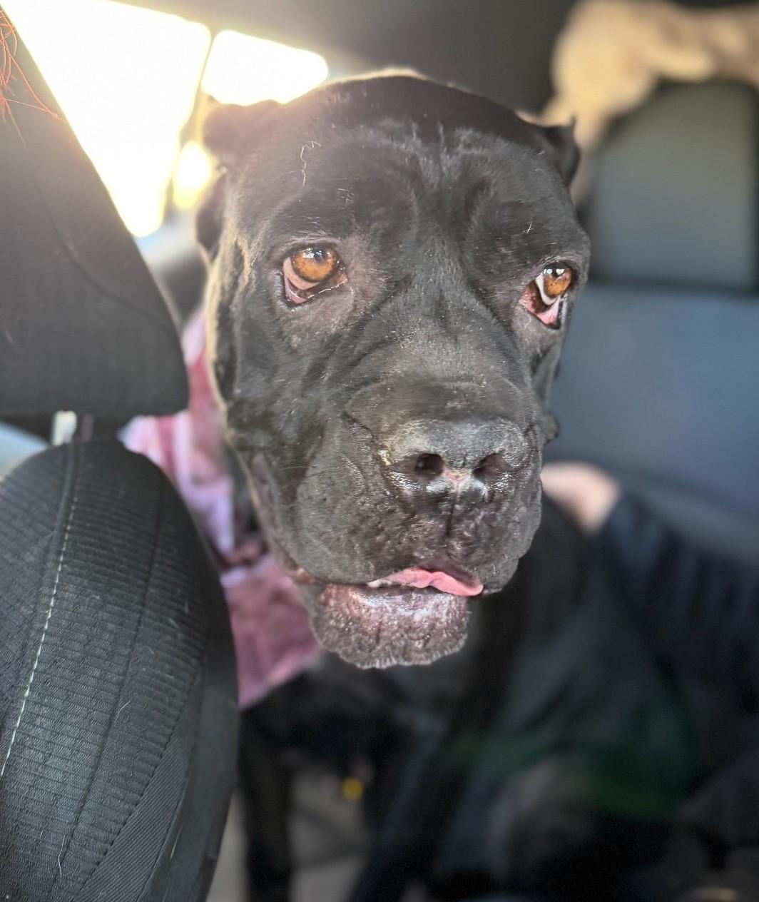 Enlarge Dahlia, a ADOPTABLE Cane Corso in Frazier Park, CA image 2/2