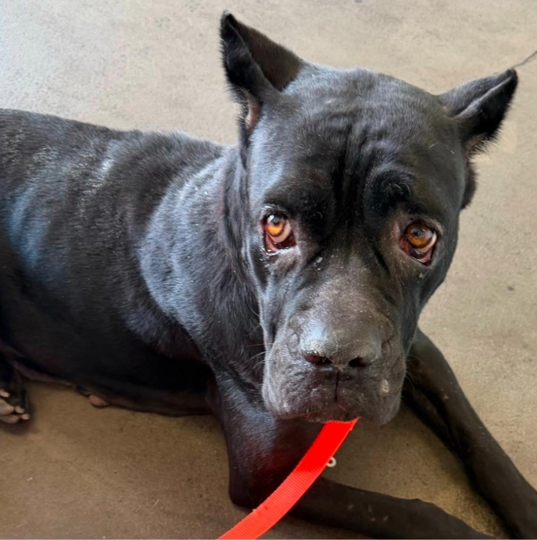 Dahlia, ADOPTABLE, Young Female Cane Corso.