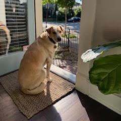 Carter #6531, Adoptable, Adult Male Labrador Retriever & Golden Retriever.