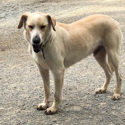Carter, Adoptable, Adult Male Labrador Retriever & Golden Retriever.