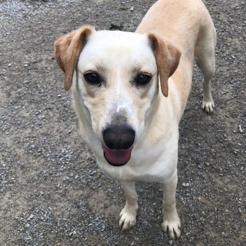 Carter, a Adoptable mixed breed in Louisville, KY image 3/6