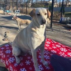 Carter, a Adoptable mixed breed in Louisville, KY image 4/6