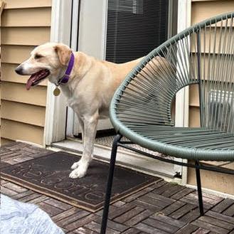 Enlarge Carter #6531, a Adoptable mixed breed in Louisville, KY image 2/6