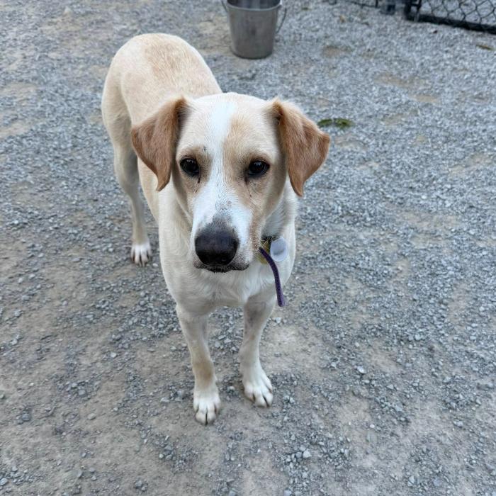Enlarge Carter #6531, a Adoptable mixed breed in Louisville, KY image 3/6