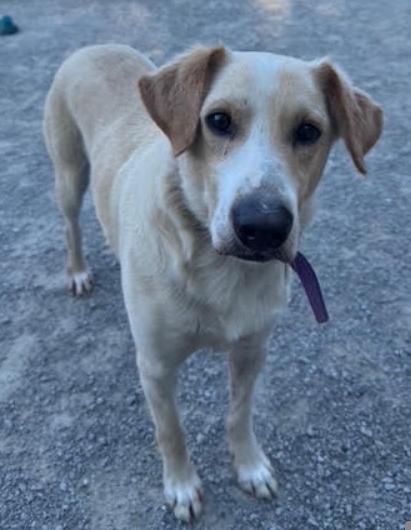 Enlarge Carter, a Adoptable mixed breed in Louisville, KY image 2/6