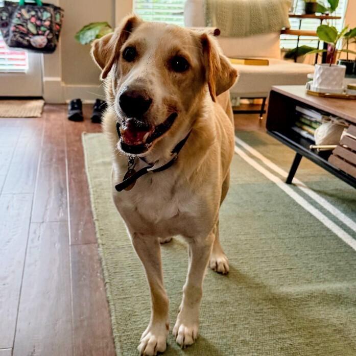 Carter #6531, a Adoptable mixed breed in Louisville, KY image 3/5