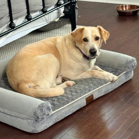 Enlarge Carter #6531, a Adoptable mixed breed in Louisville, KY image 3/5