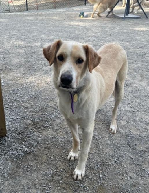 Enlarge Carter, a Adoptable mixed breed in Louisville, KY image 3/6