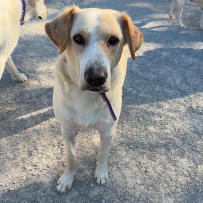 Enlarge Carter, a Adoptable mixed breed in Louisville, KY image 4/6