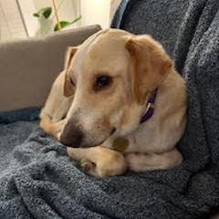 Enlarge Carter #6531, a Adoptable mixed breed in Louisville, KY image 4/5