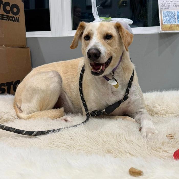 Enlarge Carter, a Adoptable mixed breed in Louisville, KY image 5/6