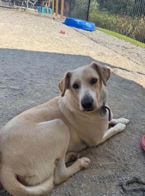 Enlarge Carter, a Adoptable mixed breed in Louisville, KY image 6/6