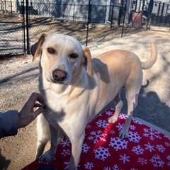 Carter, a Adoptable mixed breed in Louisville, KY image 6/6