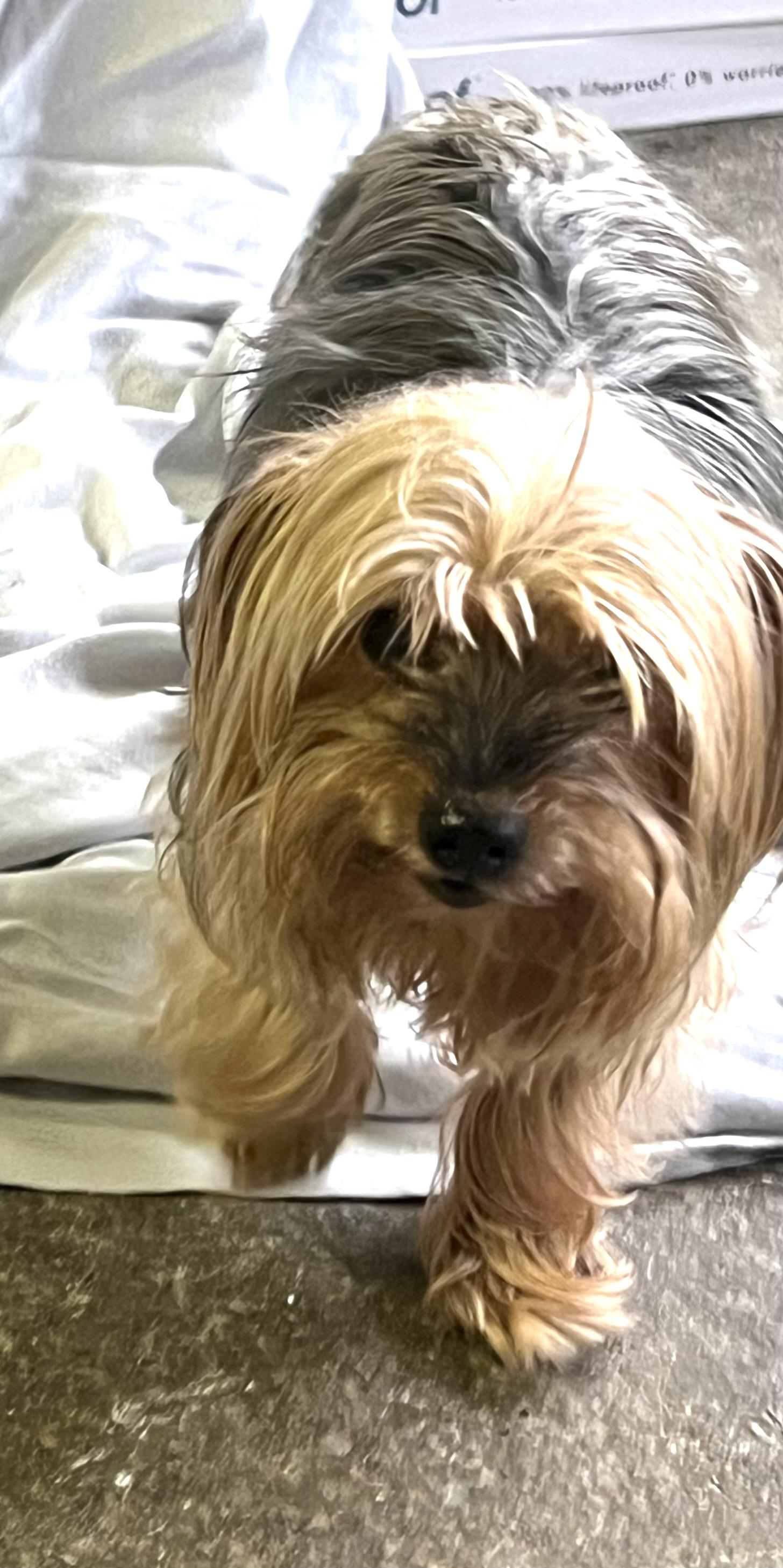Enlarge Barney, a Adopted Yorkshire Terrier in Longview, WA image 2/5