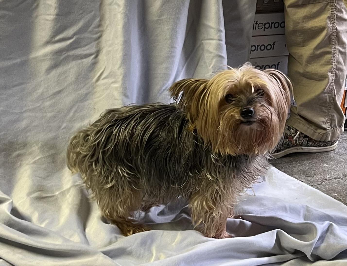 Barney, Adopted, Senior Male Yorkshire Terrier.