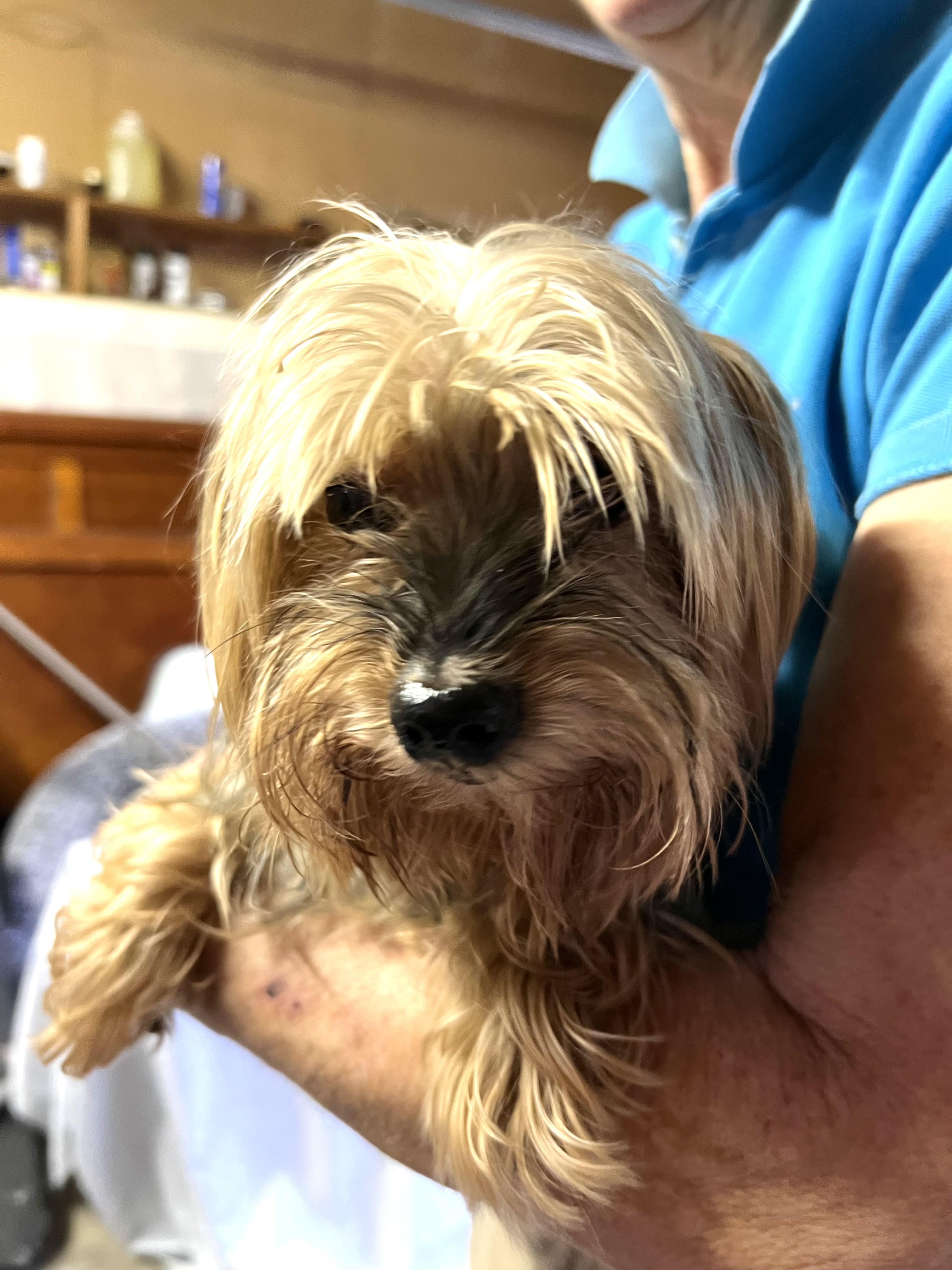 Enlarge Barney, a Adopted Yorkshire Terrier in Longview, WA image 4/5