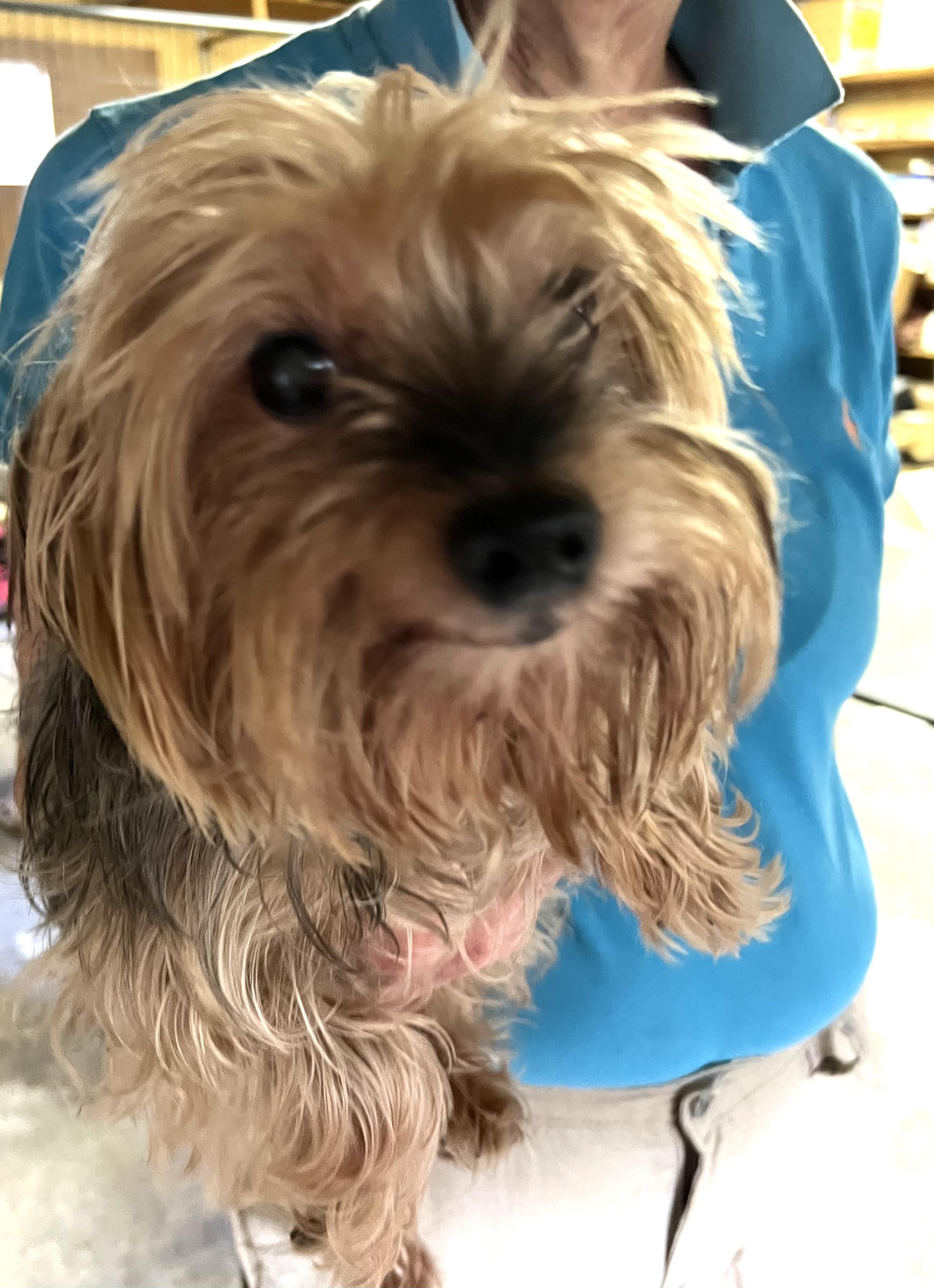 Enlarge Barney, a Adopted Yorkshire Terrier in Longview, WA image 5/5