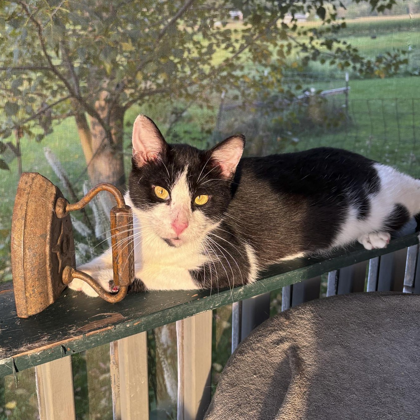 Enlarge Koa, a Adoptable Domestic Short Hair in Lone rock, WI image 1/1