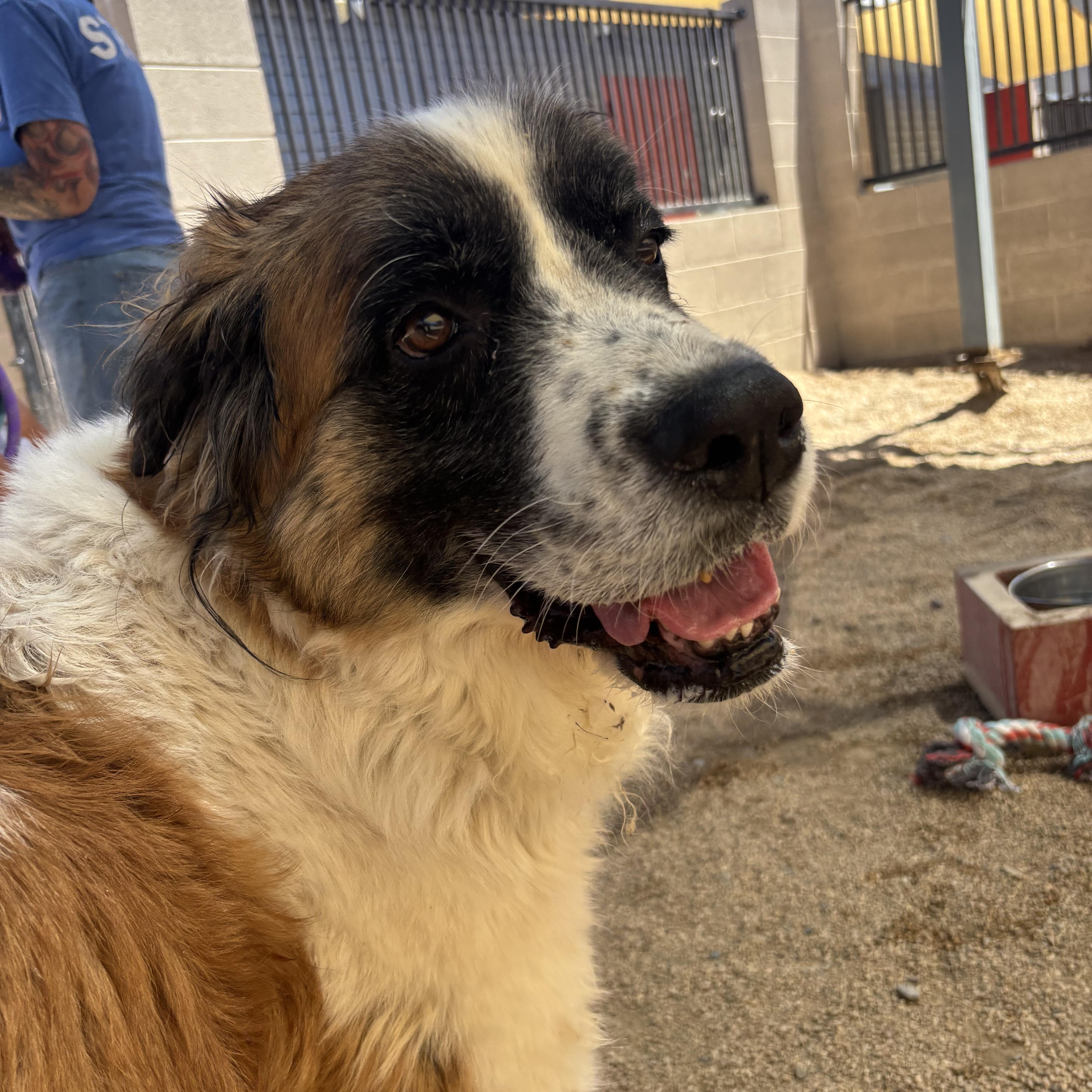 Darla, a Adoptable Saint Bernard in Phoenix, AZ image 1/6