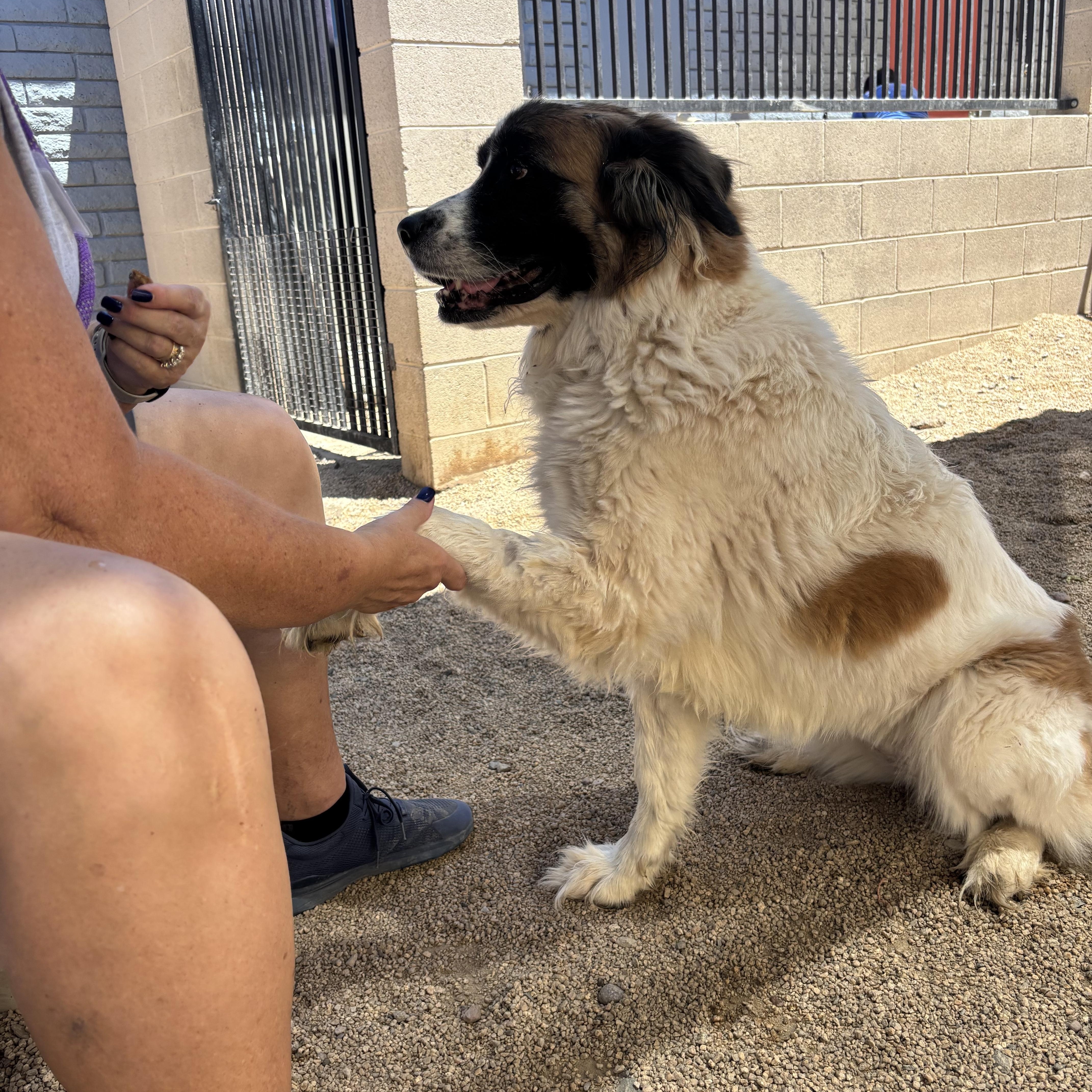 Darla, a Adoptable Saint Bernard in Phoenix, AZ image 2/6