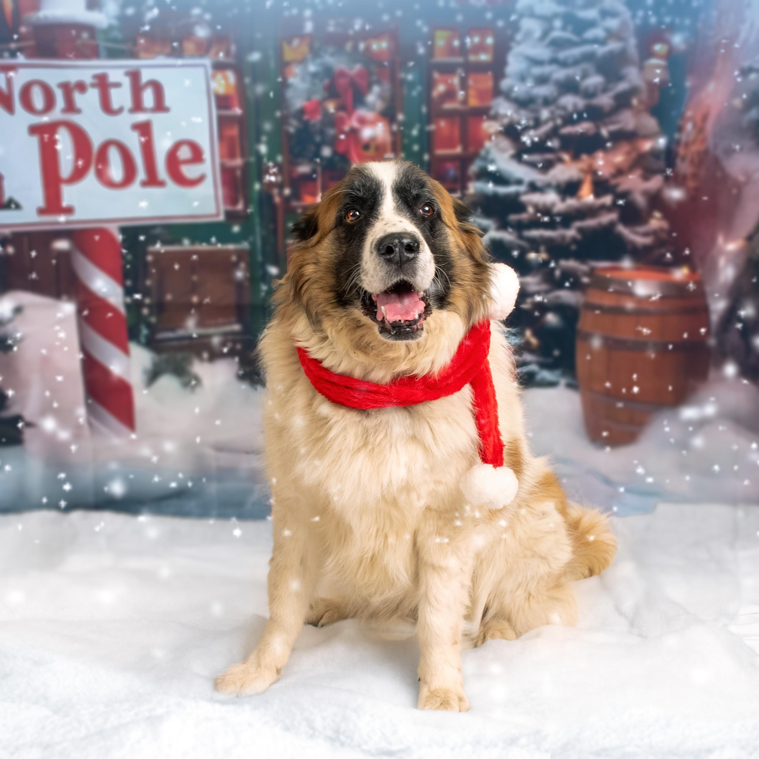 Enlarge Darla, a Adoptable Saint Bernard in Phoenix, AZ image 2/5