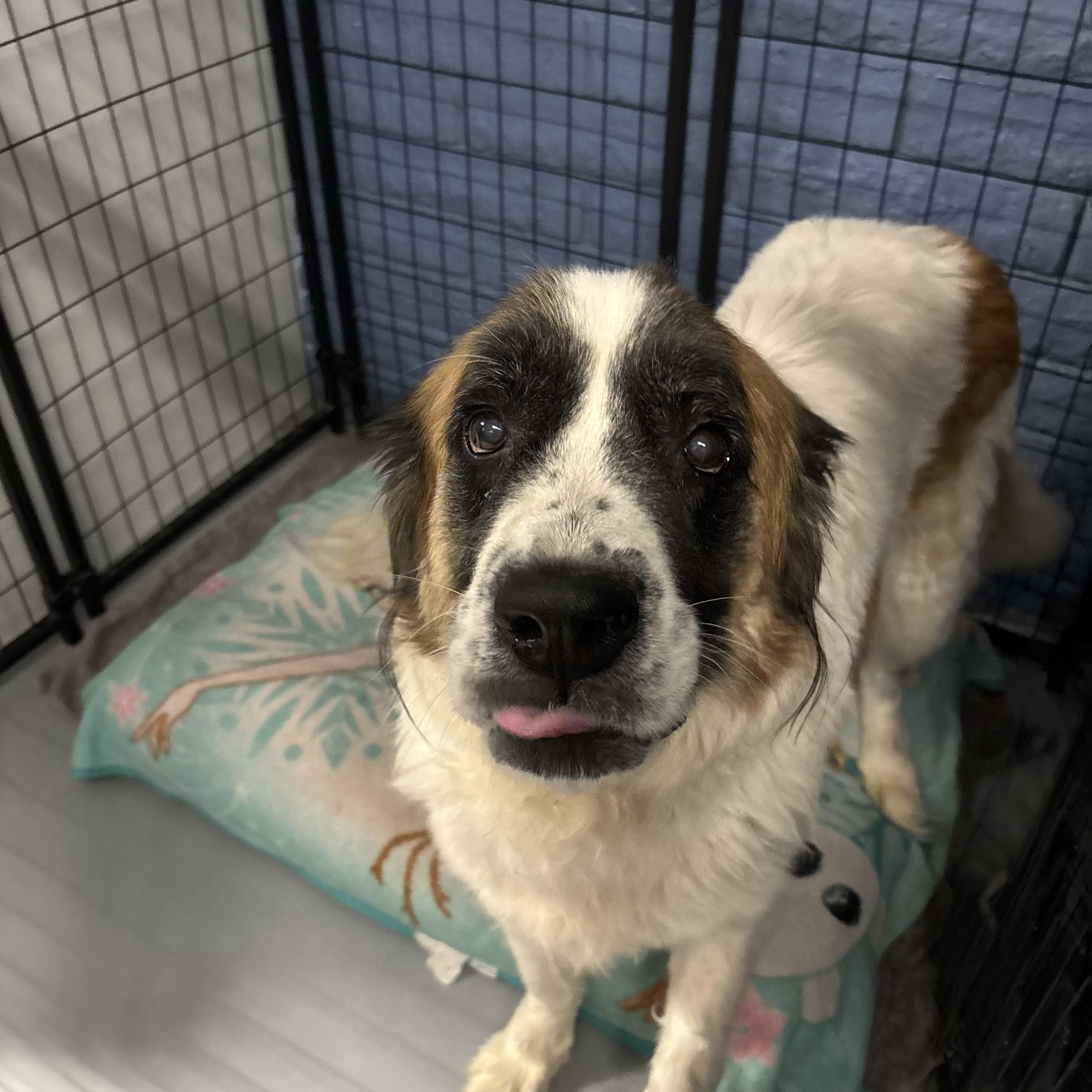 Darla, a Adoptable Saint Bernard in Phoenix, AZ image 6/6