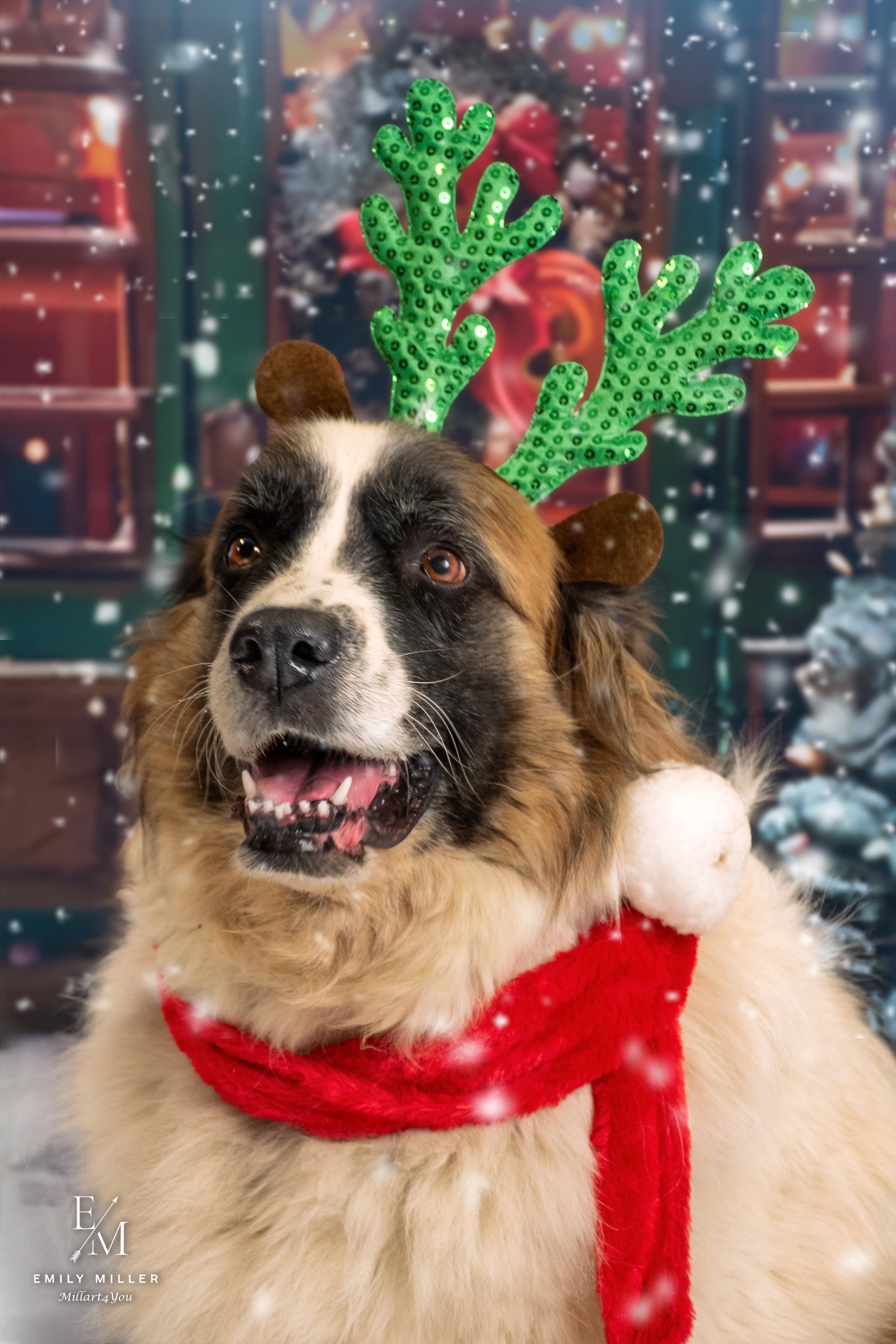 Enlarge Darla, a Adoptable Saint Bernard in Phoenix, AZ image 4/5