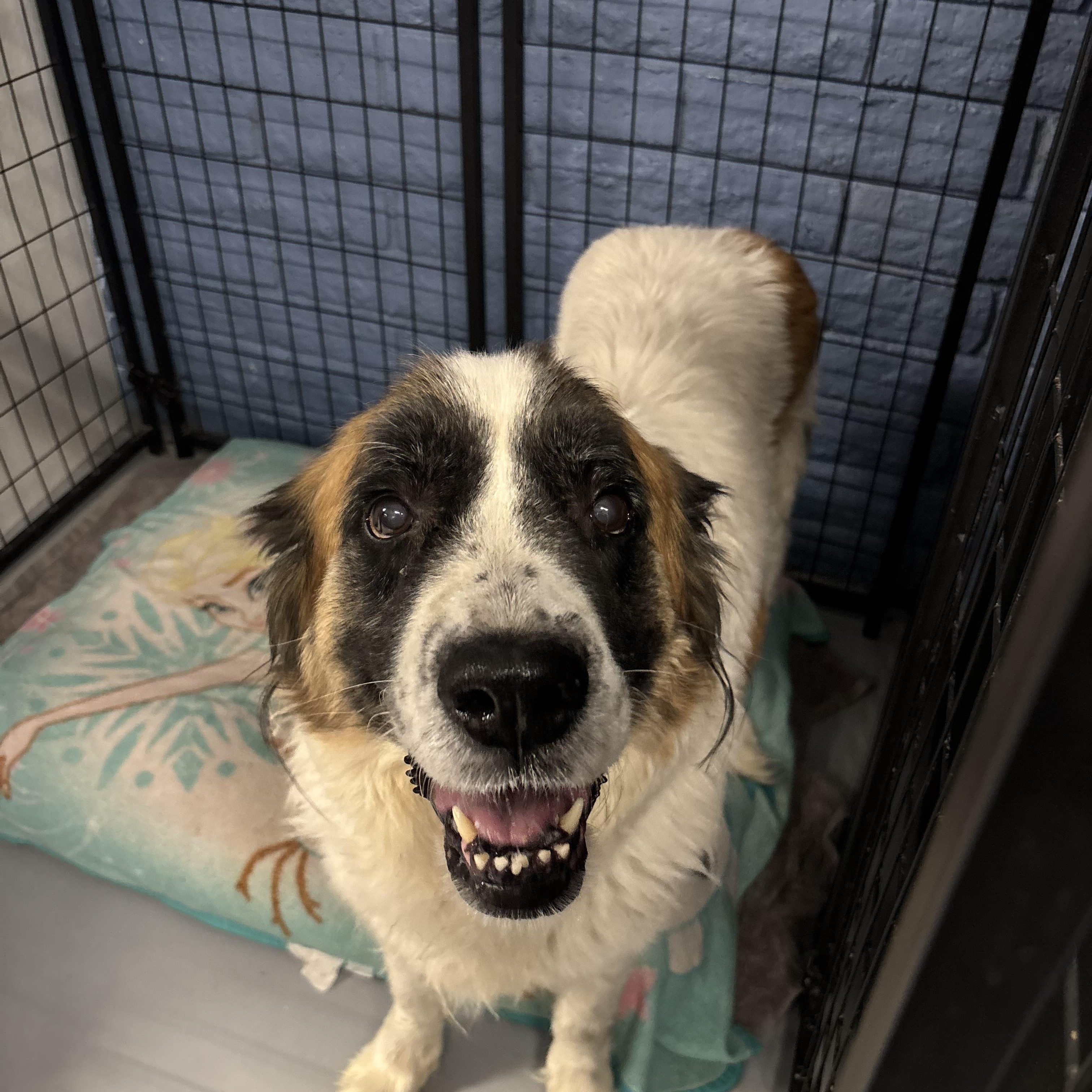 Darla, a Adoptable Saint Bernard in Phoenix, AZ image 3/6