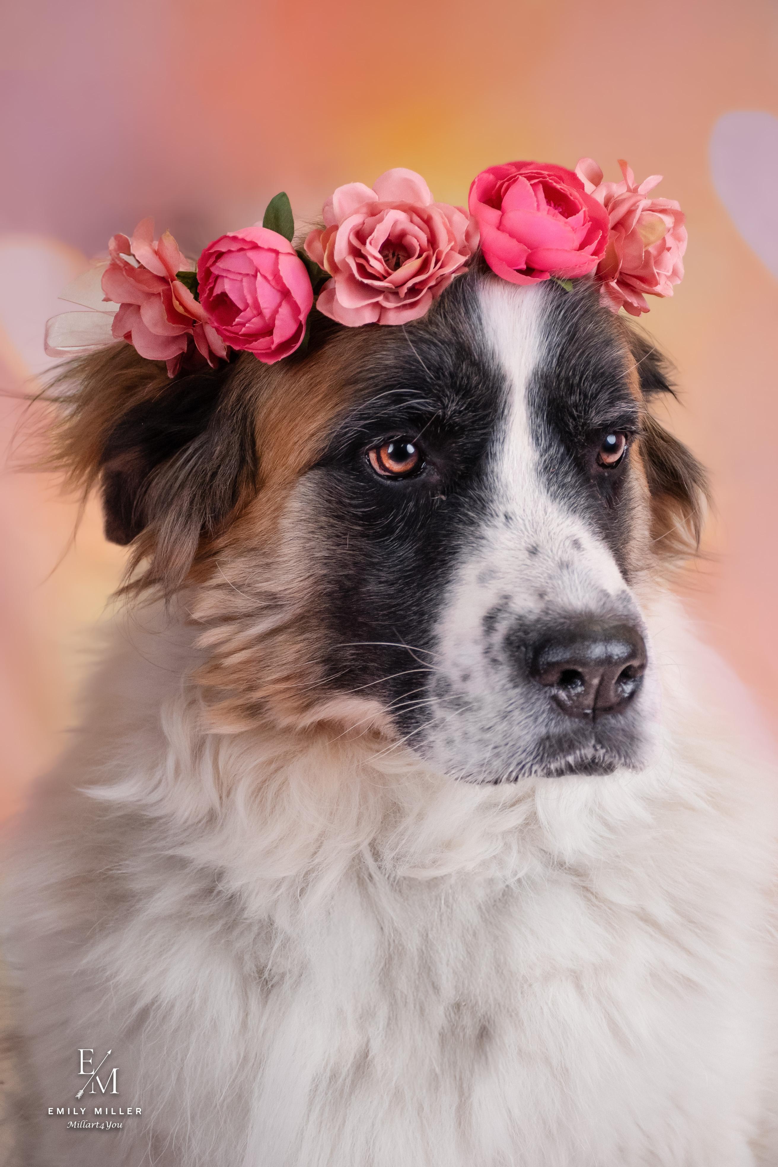 Enlarge Darla, a Adoptable Saint Bernard in Phoenix, AZ image 3/5